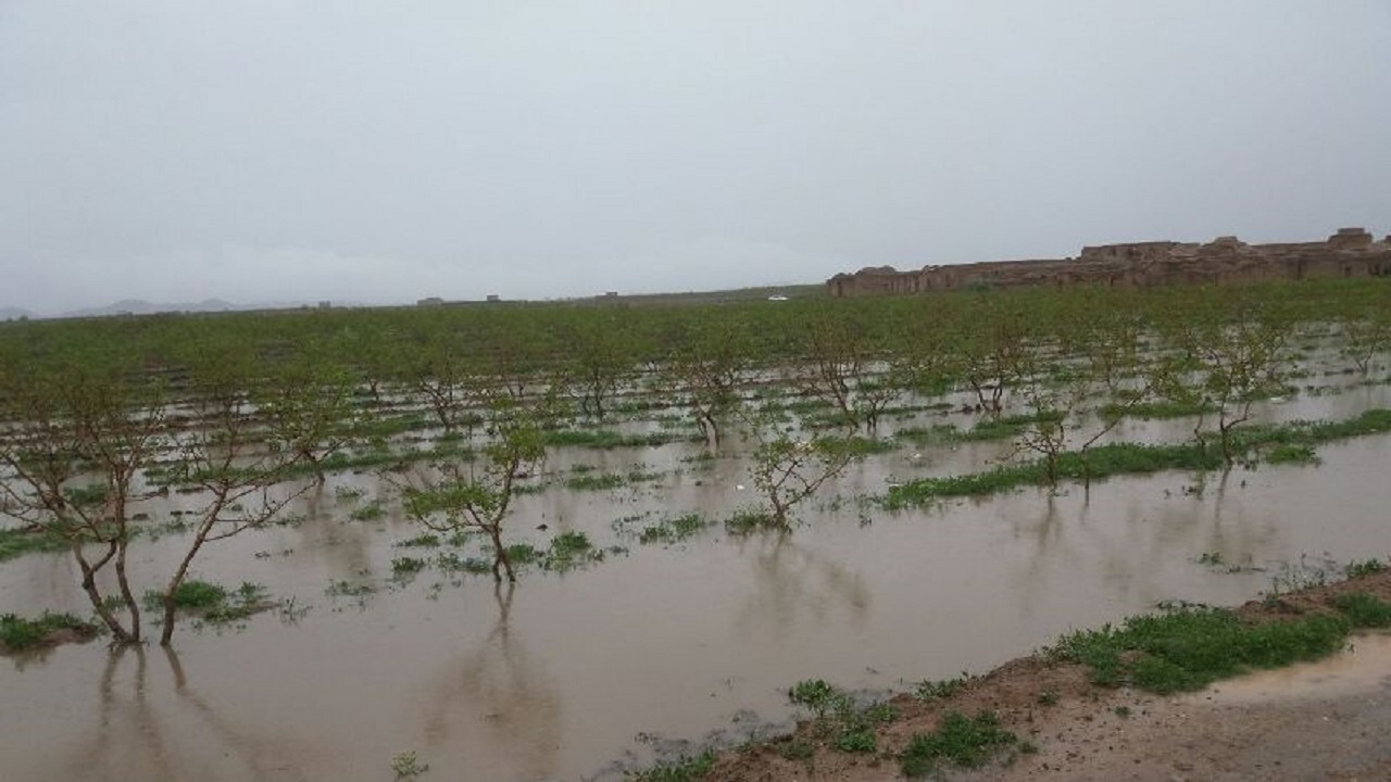 خسارت ۳۸۸ میلیارد تومانی باران و تگرگ به مزارع بندرعباس