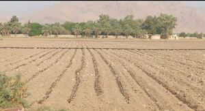 افزایش چشمگیر برداشت ذرت در پردیس حاجی آباد